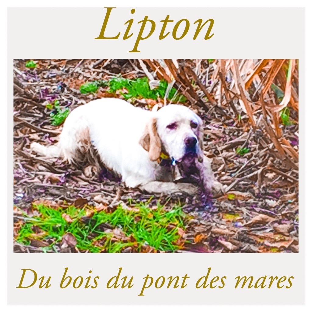 Lipton Du Bois Du Pont Des Mares