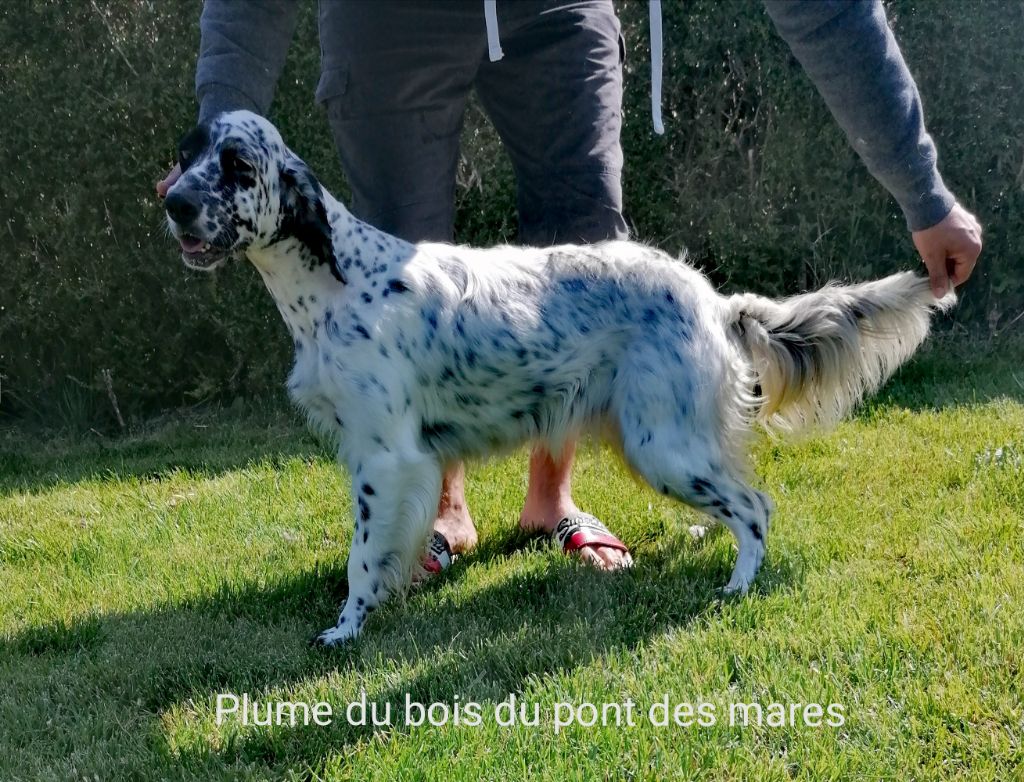 Plume Du Bois Du Pont Des Mares